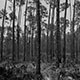 <em>East/West #20</em>, gelatin silver print