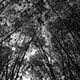 <em>East/West #22</em>, gelatin silver print