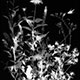 <em>Garden #2</em>, gelatin silver print, 18x40, in collaboration with Dr. Thomas Russo0